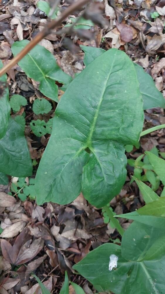 Arum dioscoridis