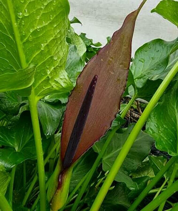 Arum sintenisii