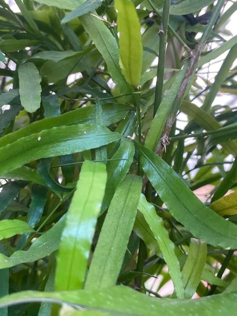Asparagus falcatus