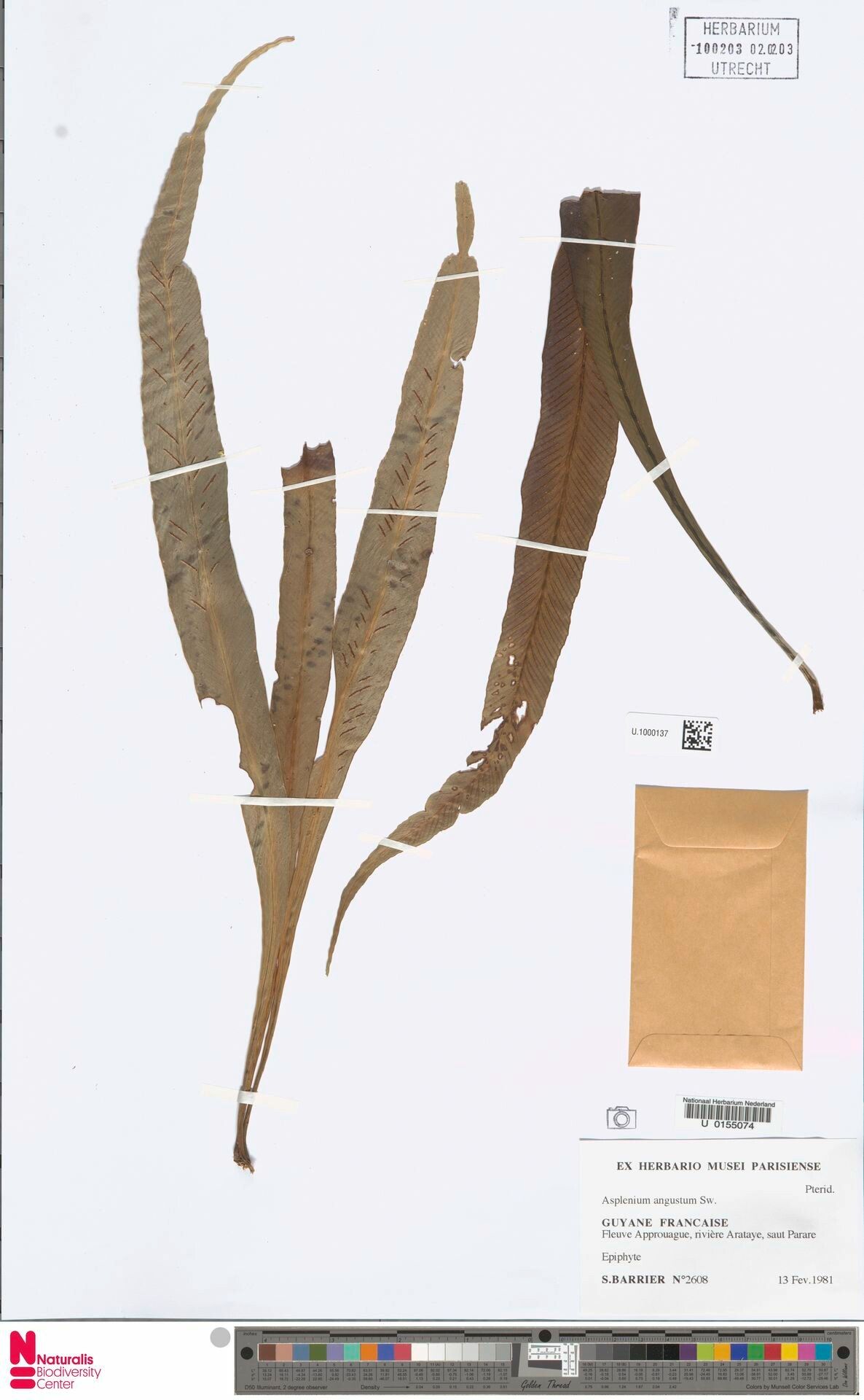 Asplenium angustum