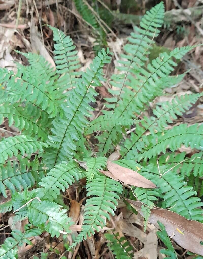 Asplenium claussenii