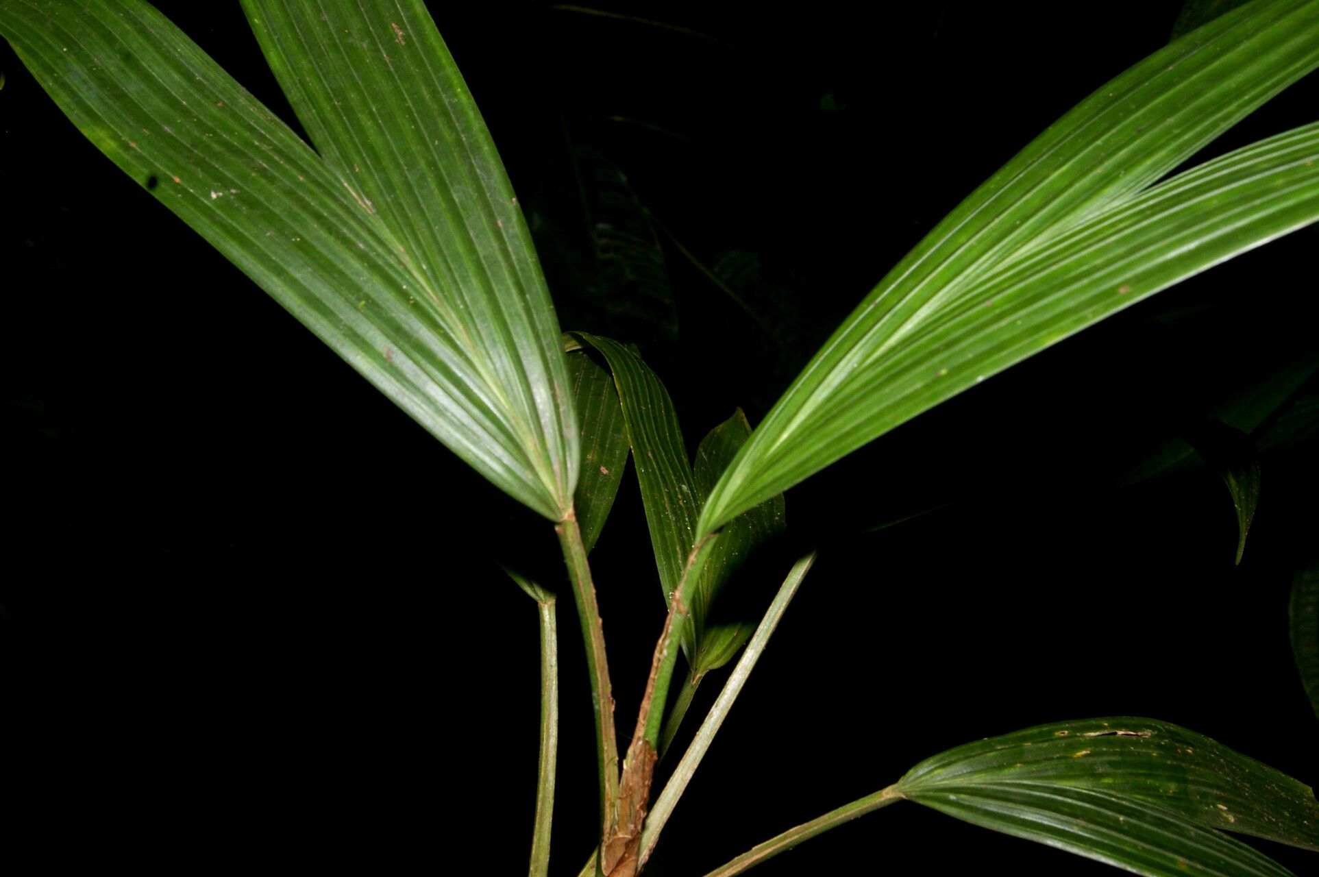 Asplundia microphylla