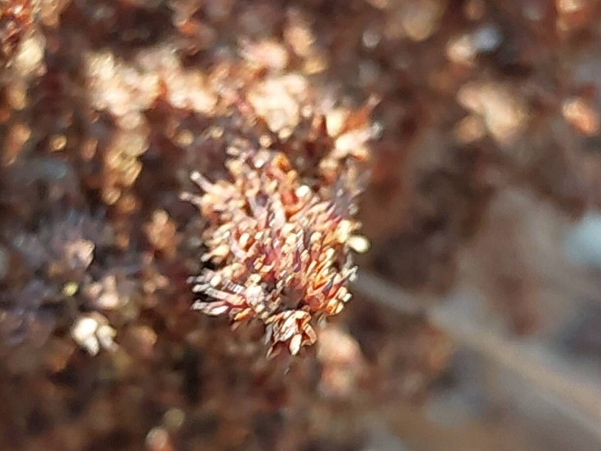 Astilbe macroflora