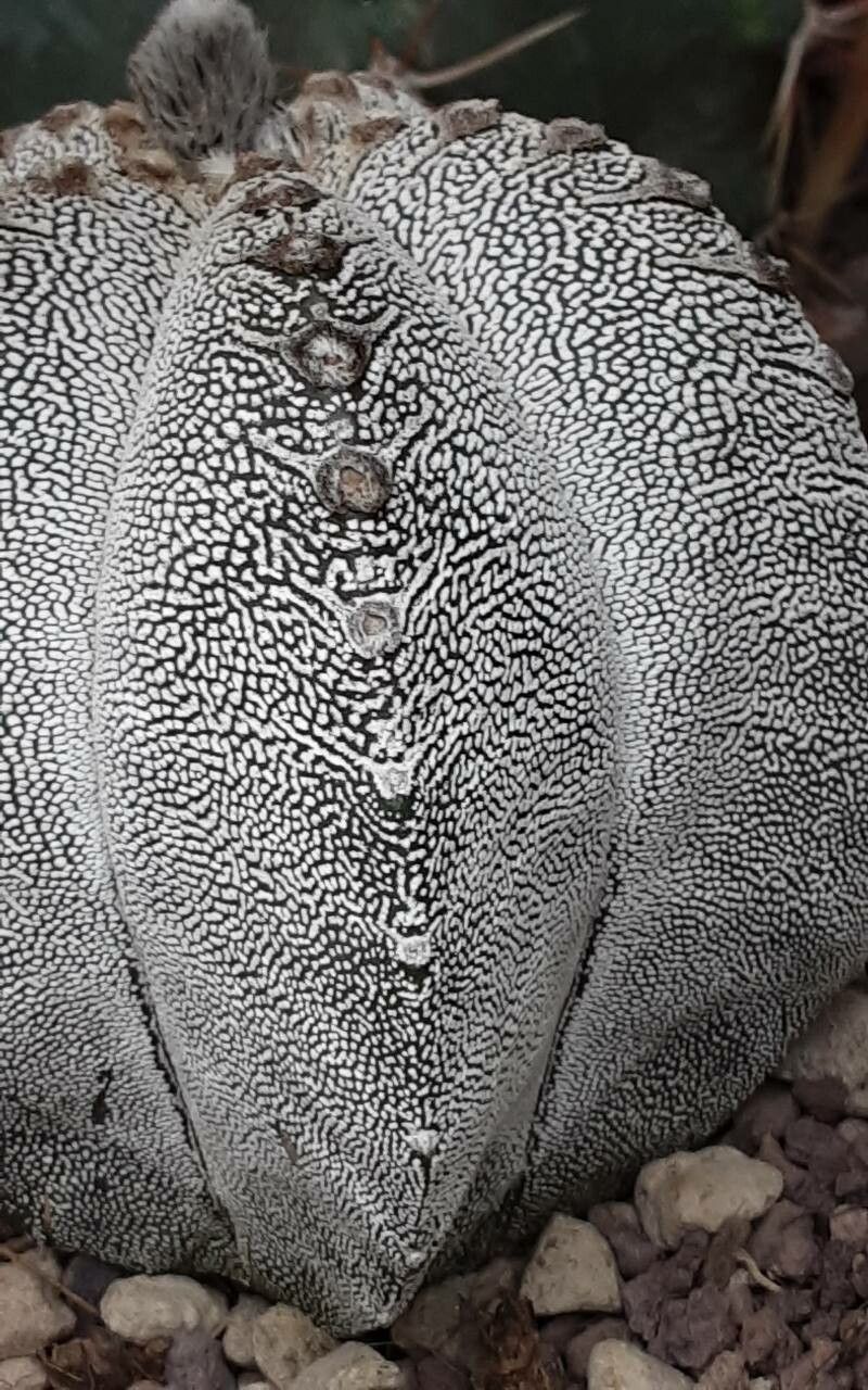 Astrophytum coahuilense