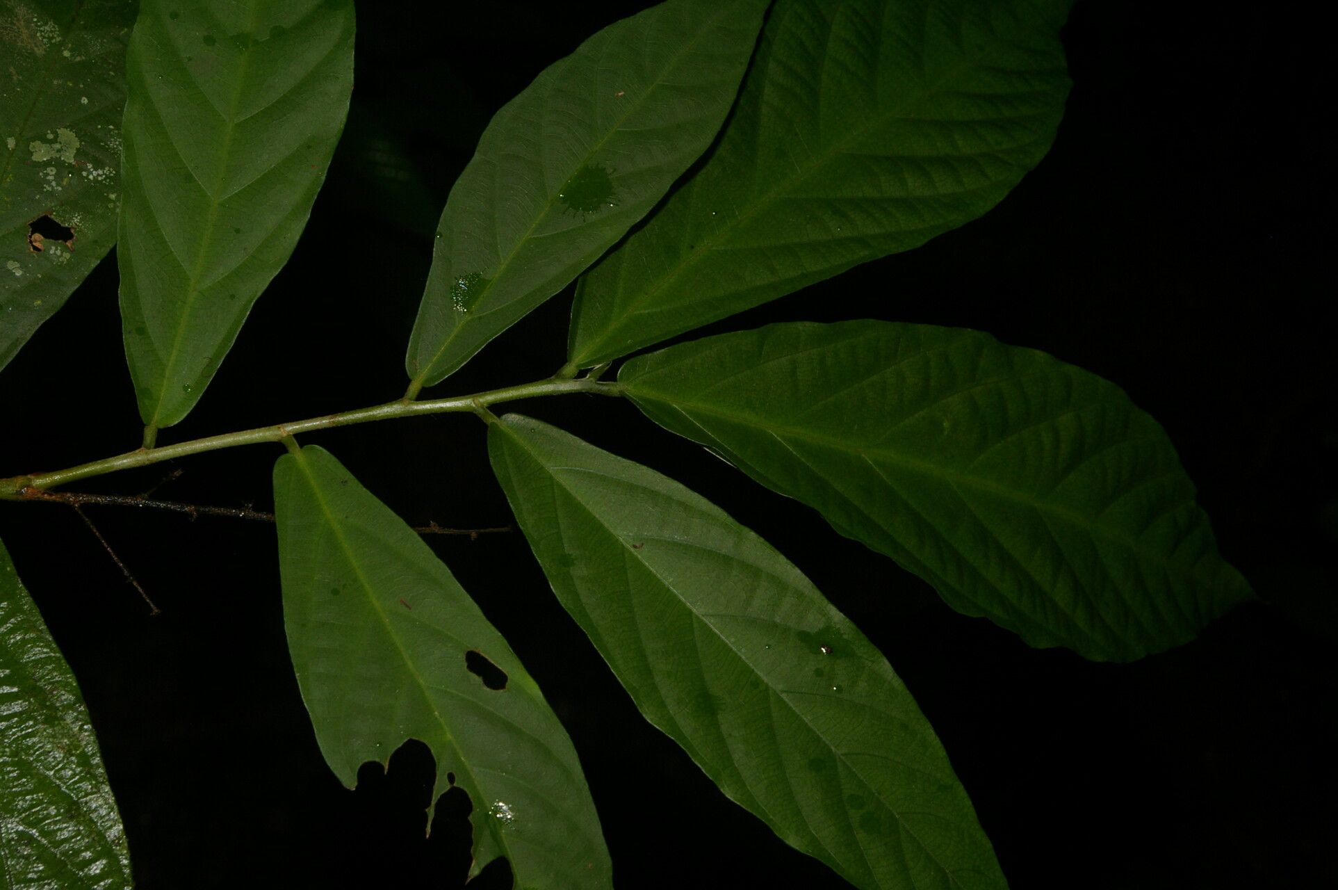 Ayenia mastatalensis