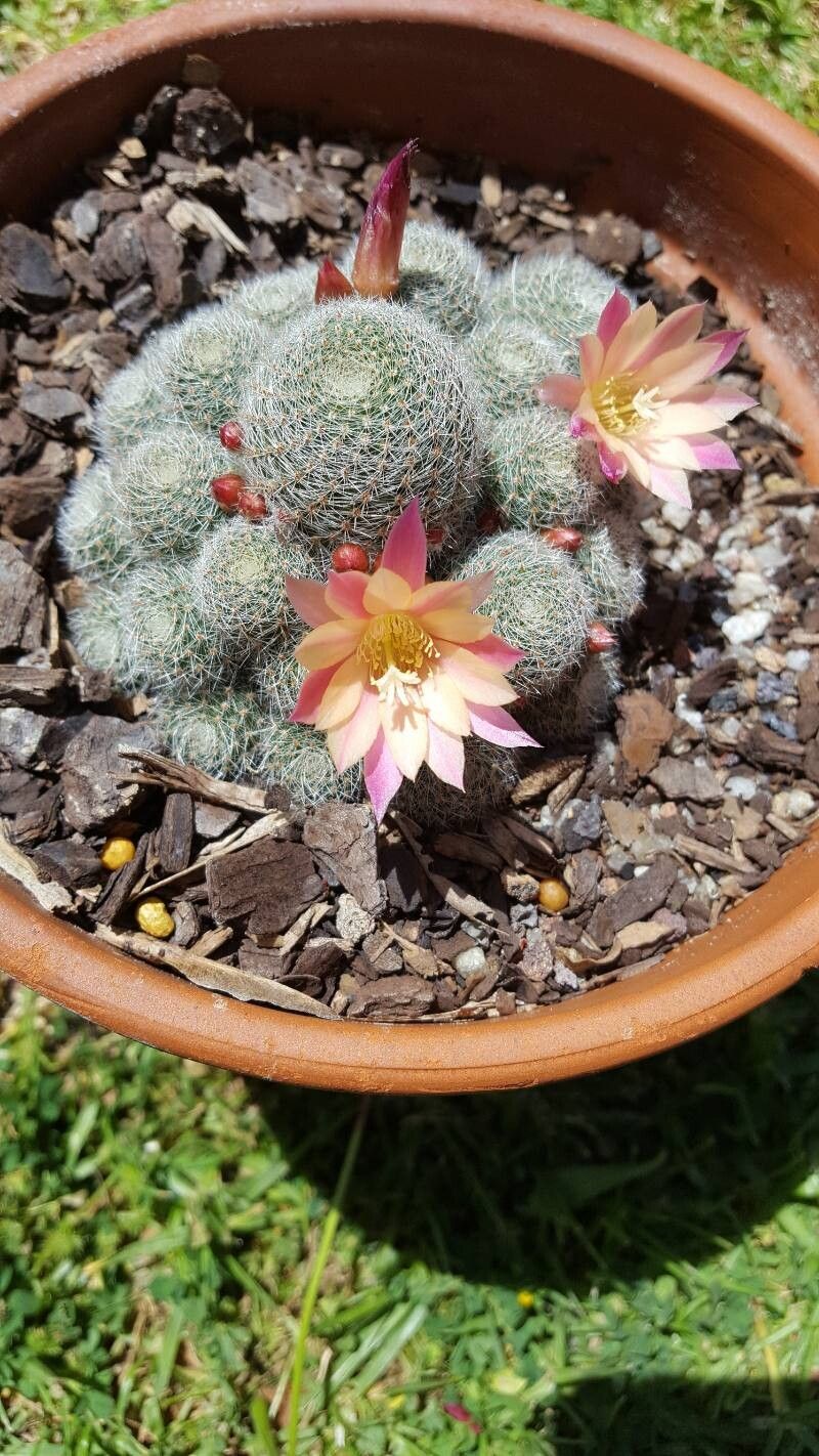 Aylostera albopectinata