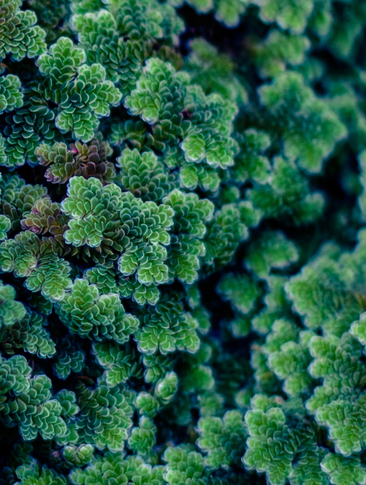Azolla caroliniana