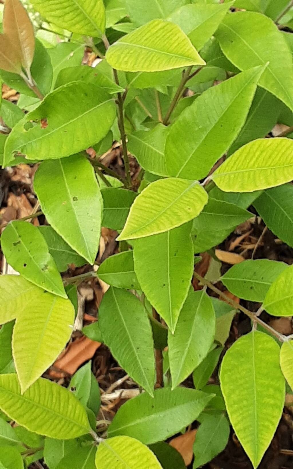 Backhousia citriodora