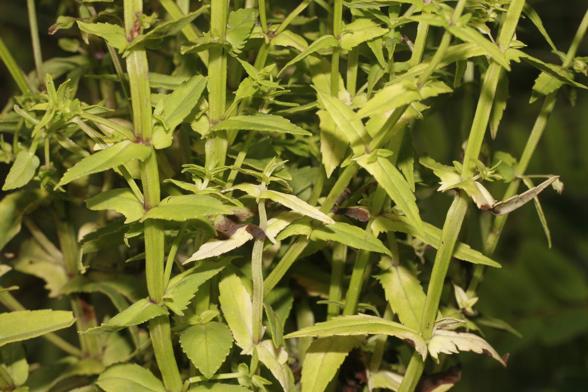 Bacopa laxiflora