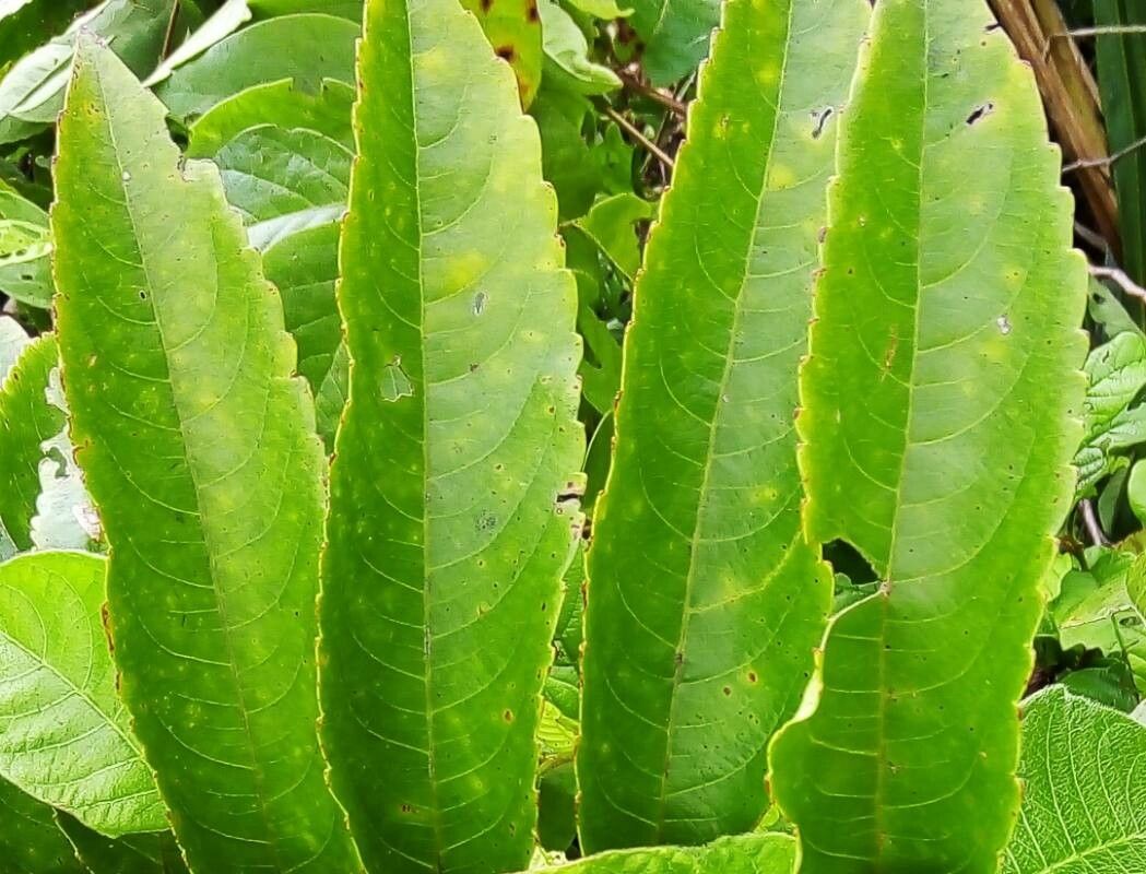 Banara guianensis