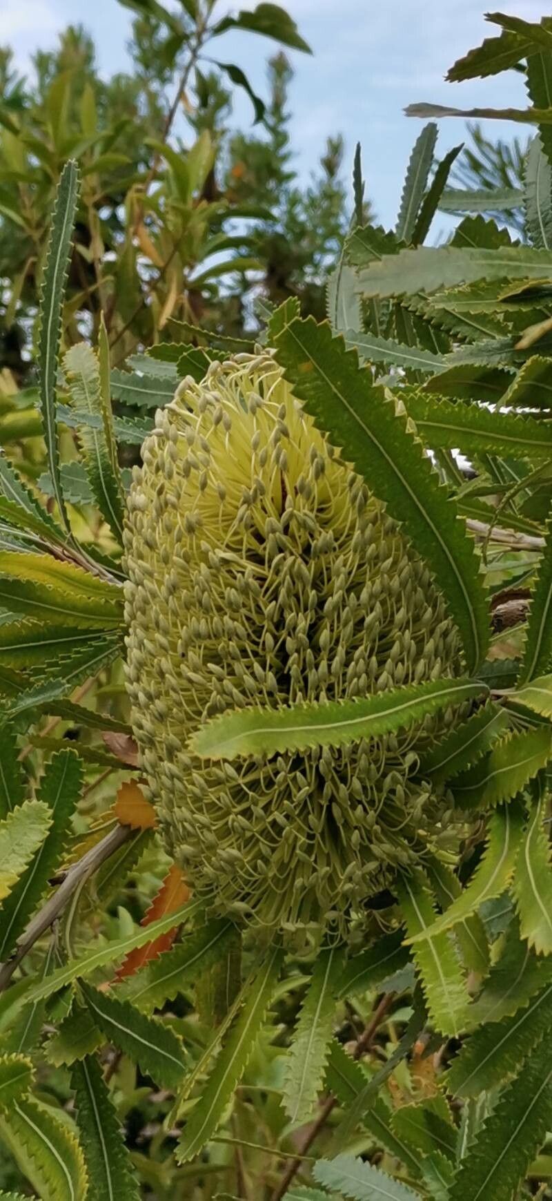 Banksia aemula