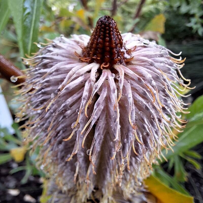 Banksia oreophila