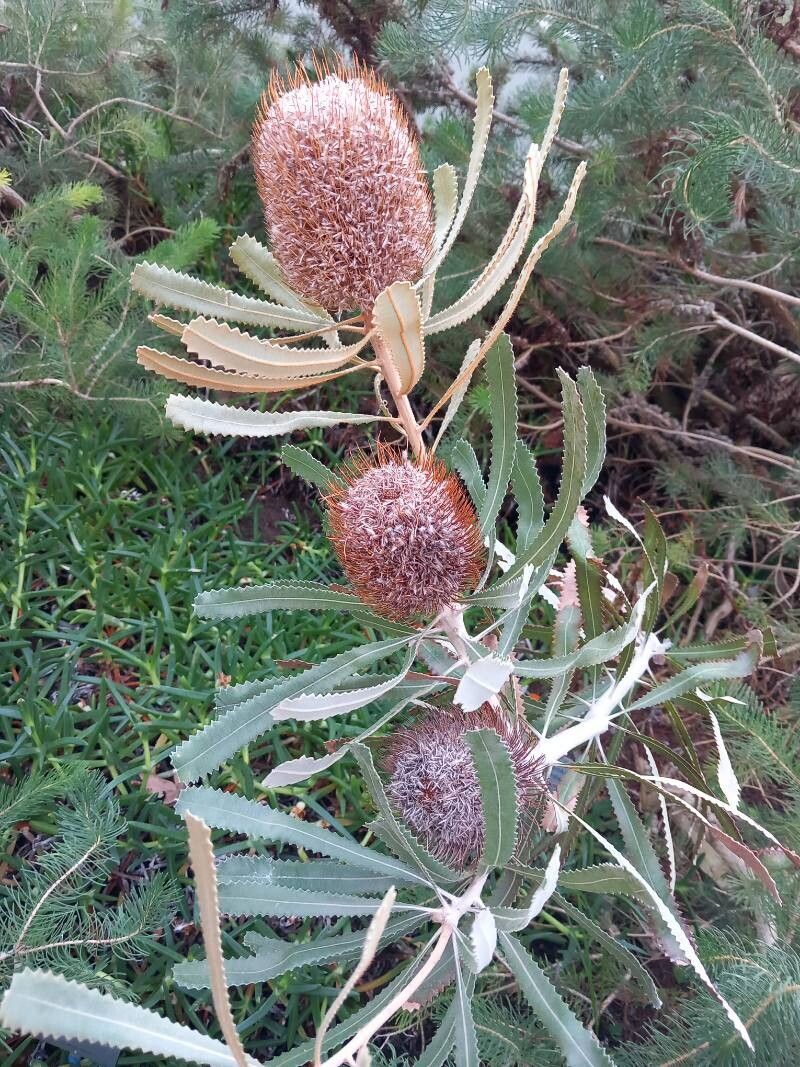 Banksia ornata