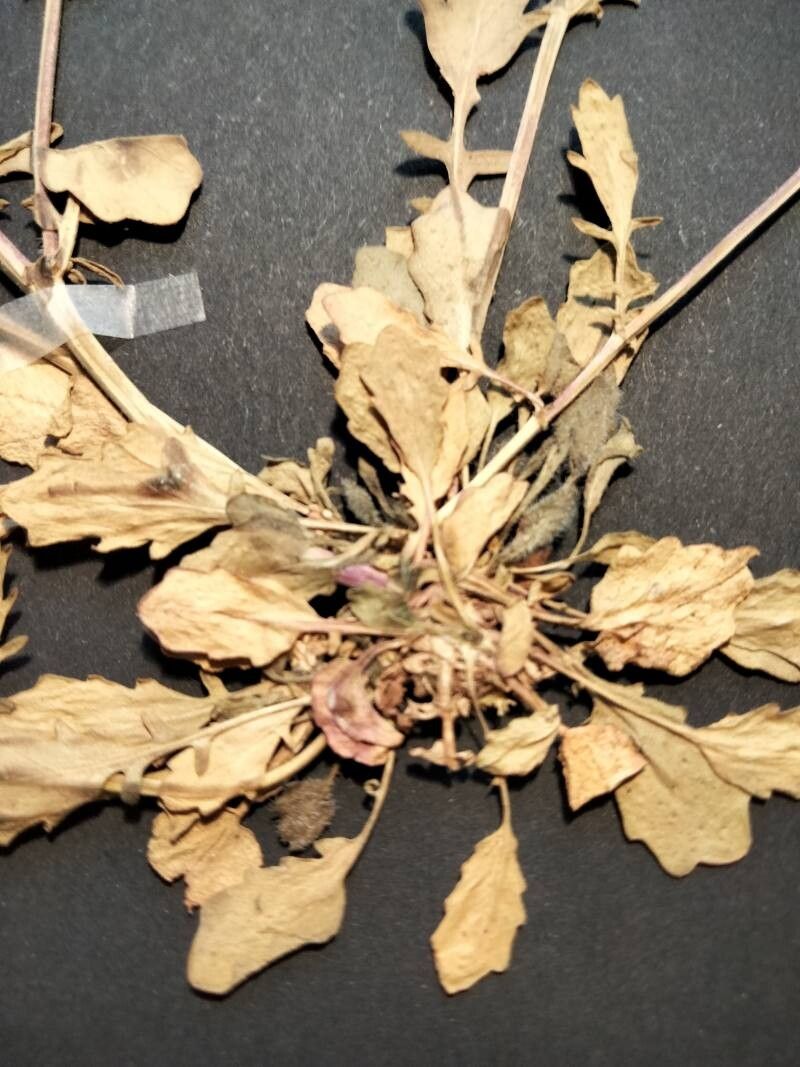 Barbarea plantaginea