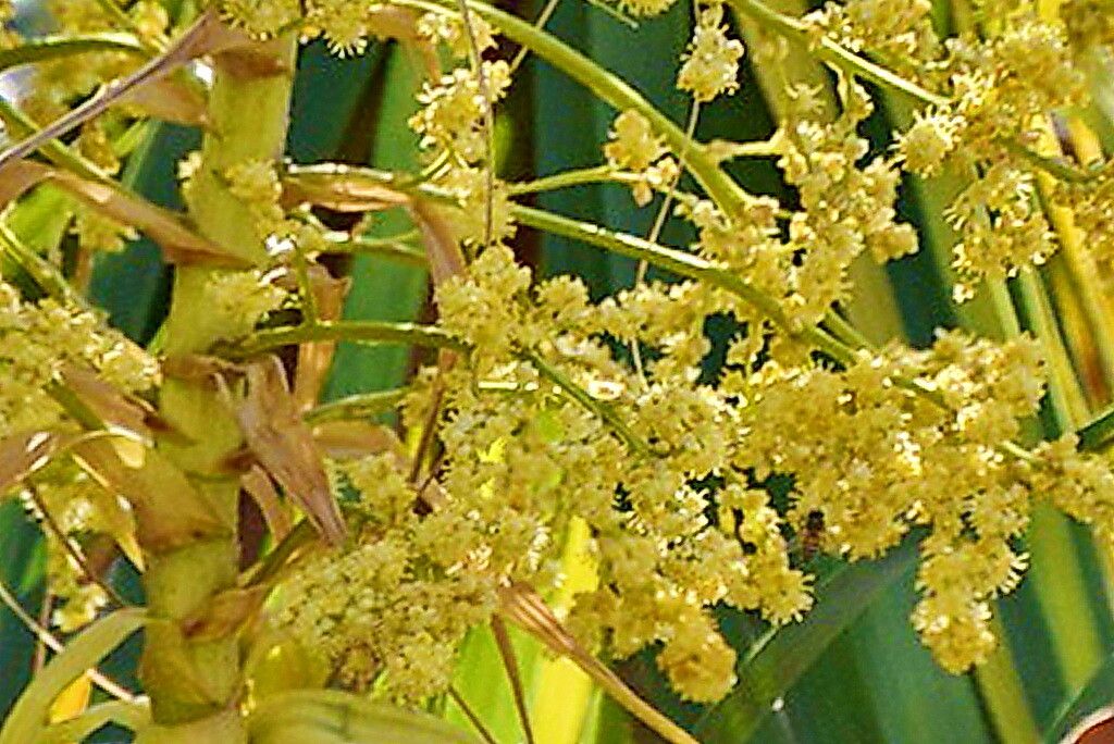 Beaucarnea goldmanii