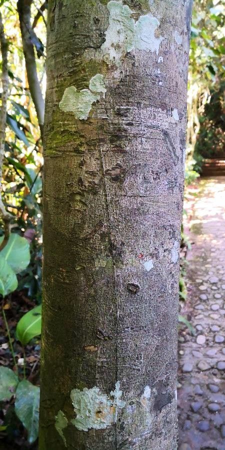 Beilschmiedia roxburghiana