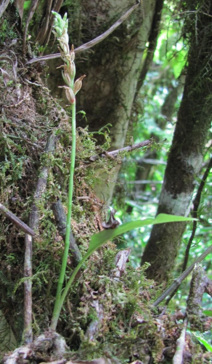 Beloglottis hameri