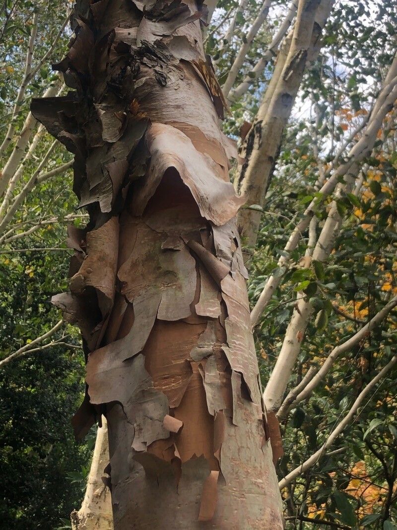 Betula costata
