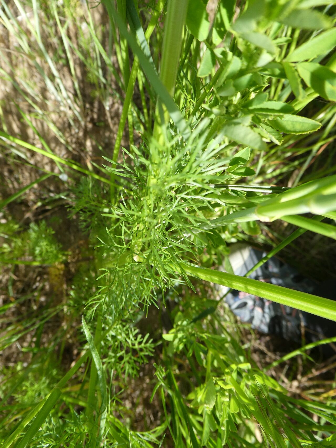 Bifora radians