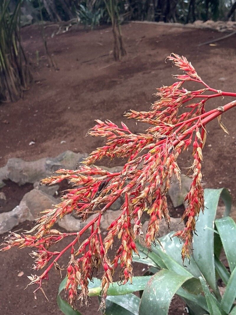 Billbergia magnifica