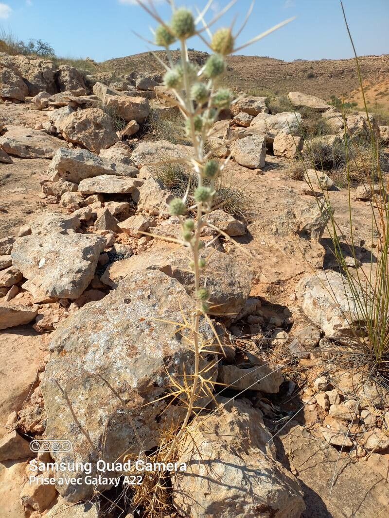 Blepharizonia plumosa
