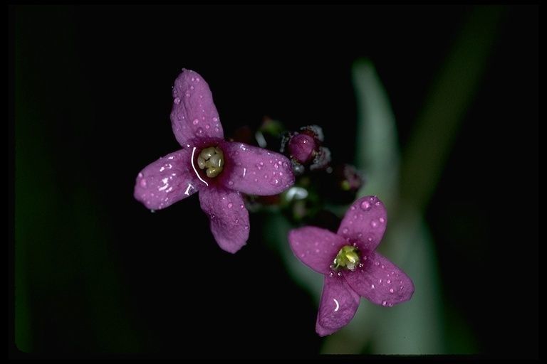 Boechera johnstonii
