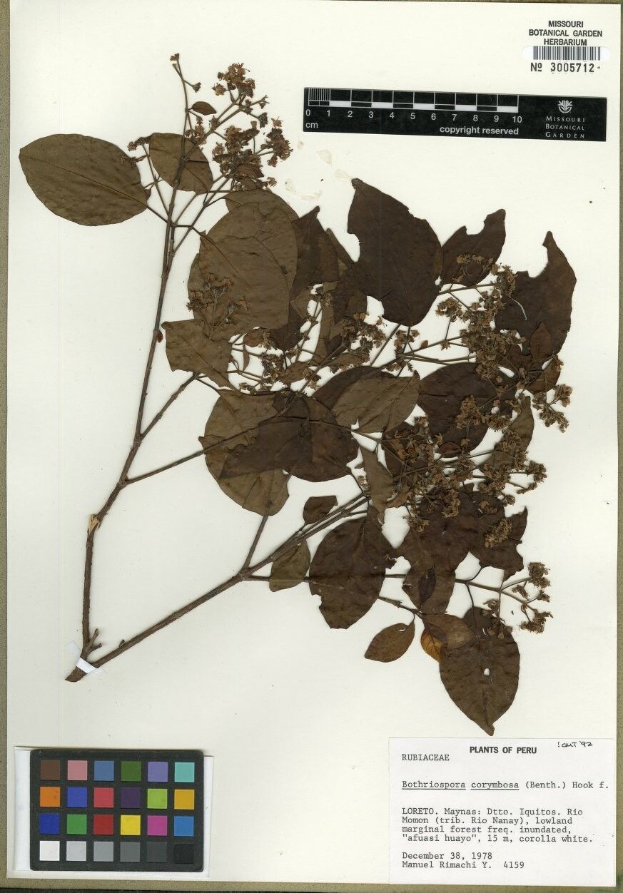 Bothriospora corymbosa