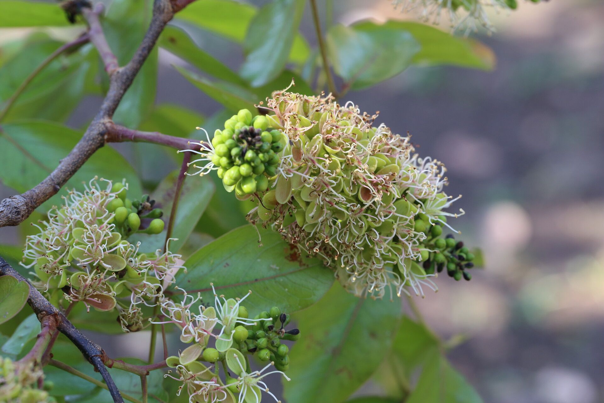 Brachystegia spiciformis