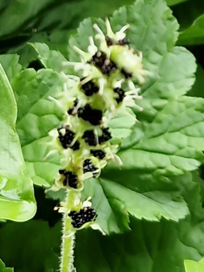 Brewerimitella ovalis