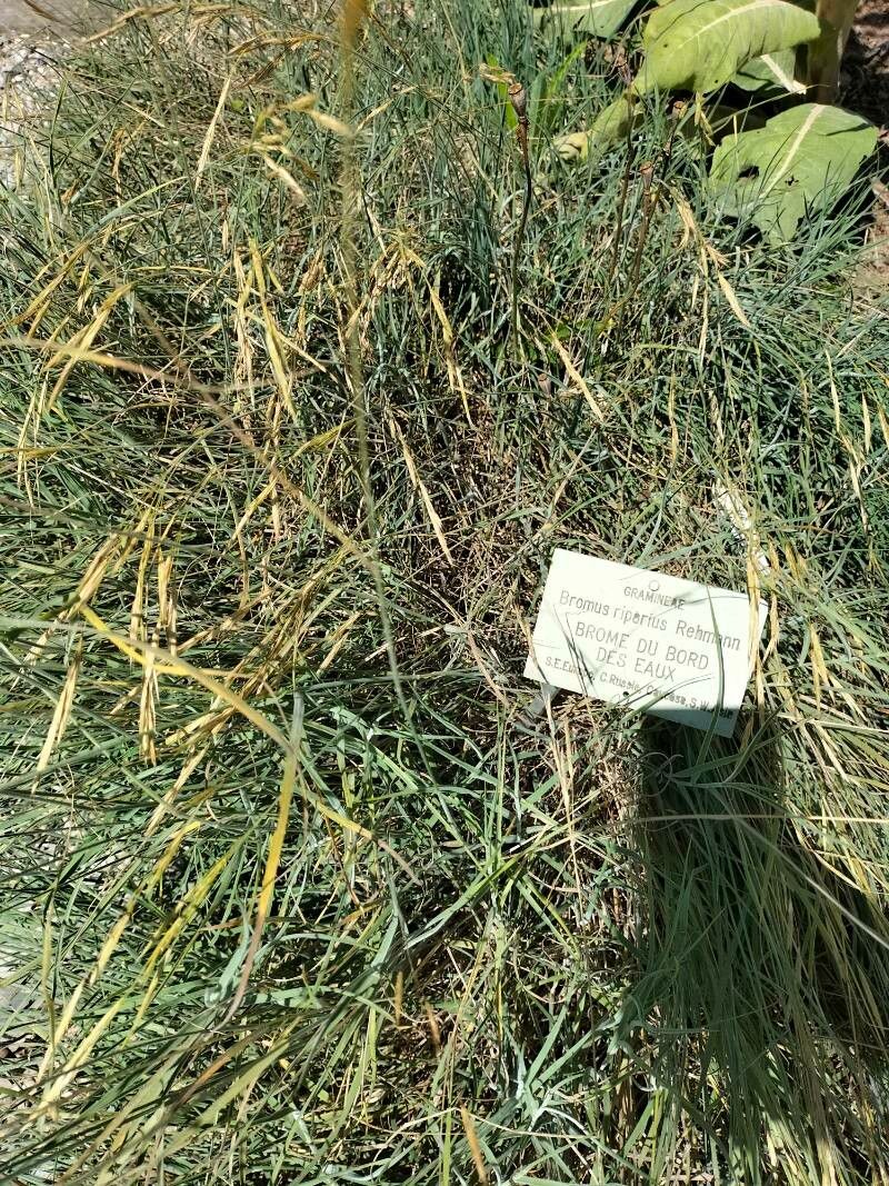 Bromus riparius
