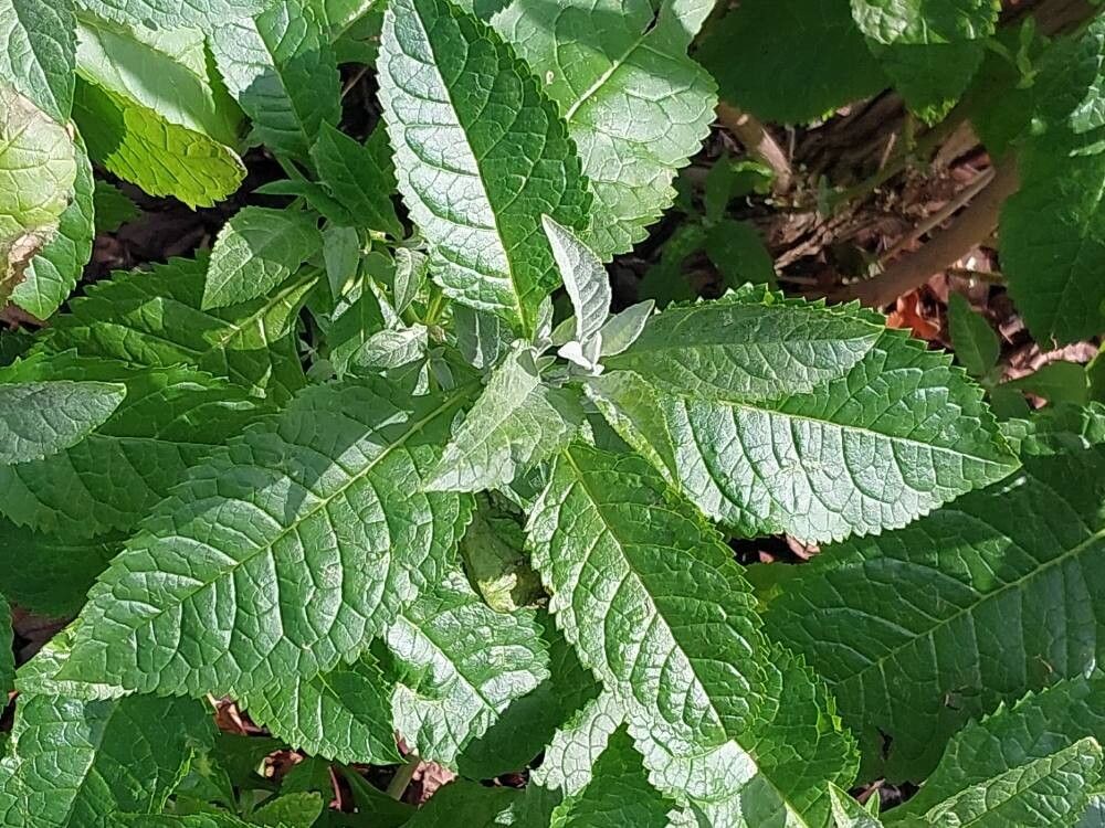 Buddleja sessiliflora