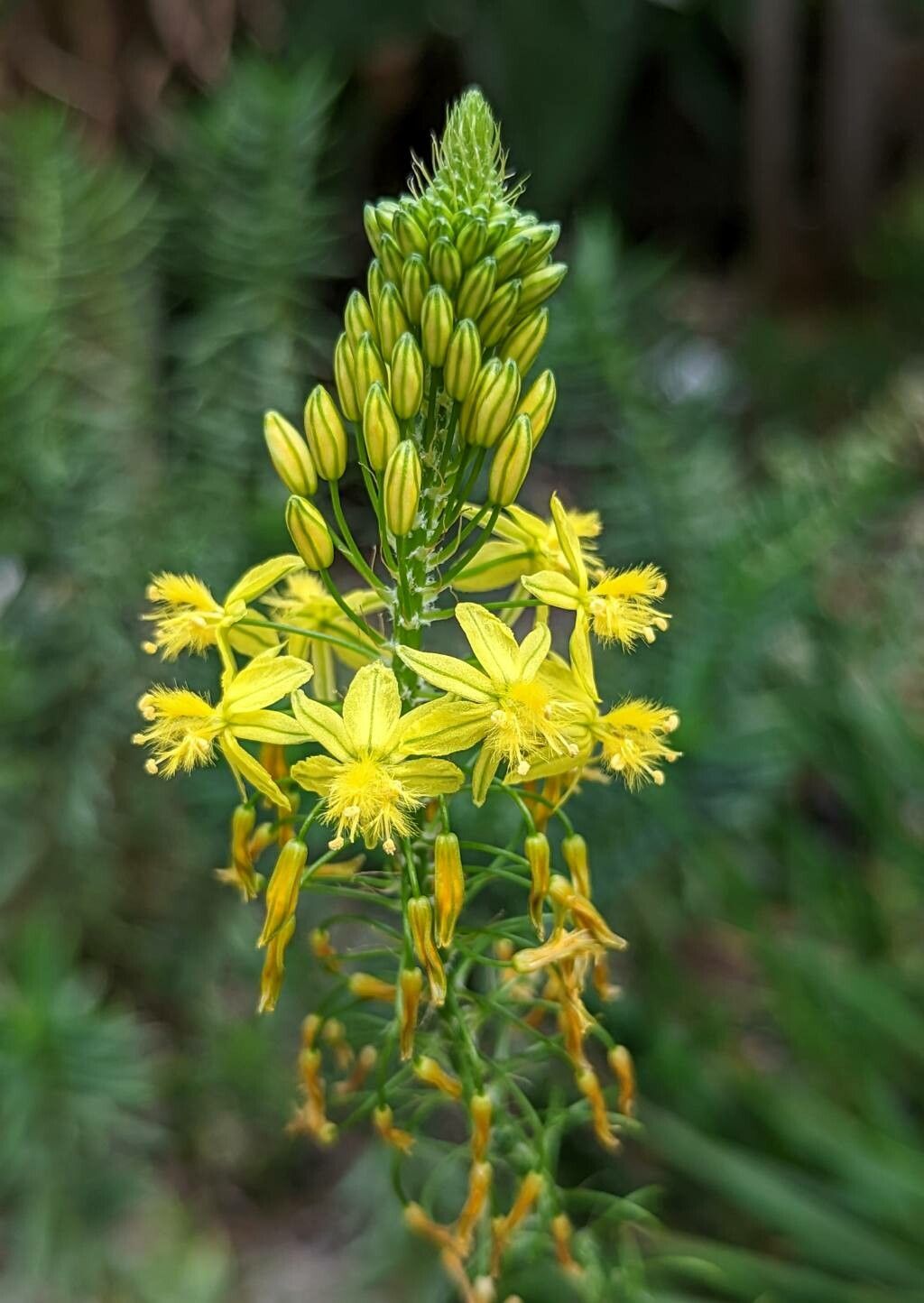 Bulbine asphodeloides