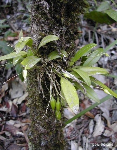 Bulbophyllum aphanopetalum
