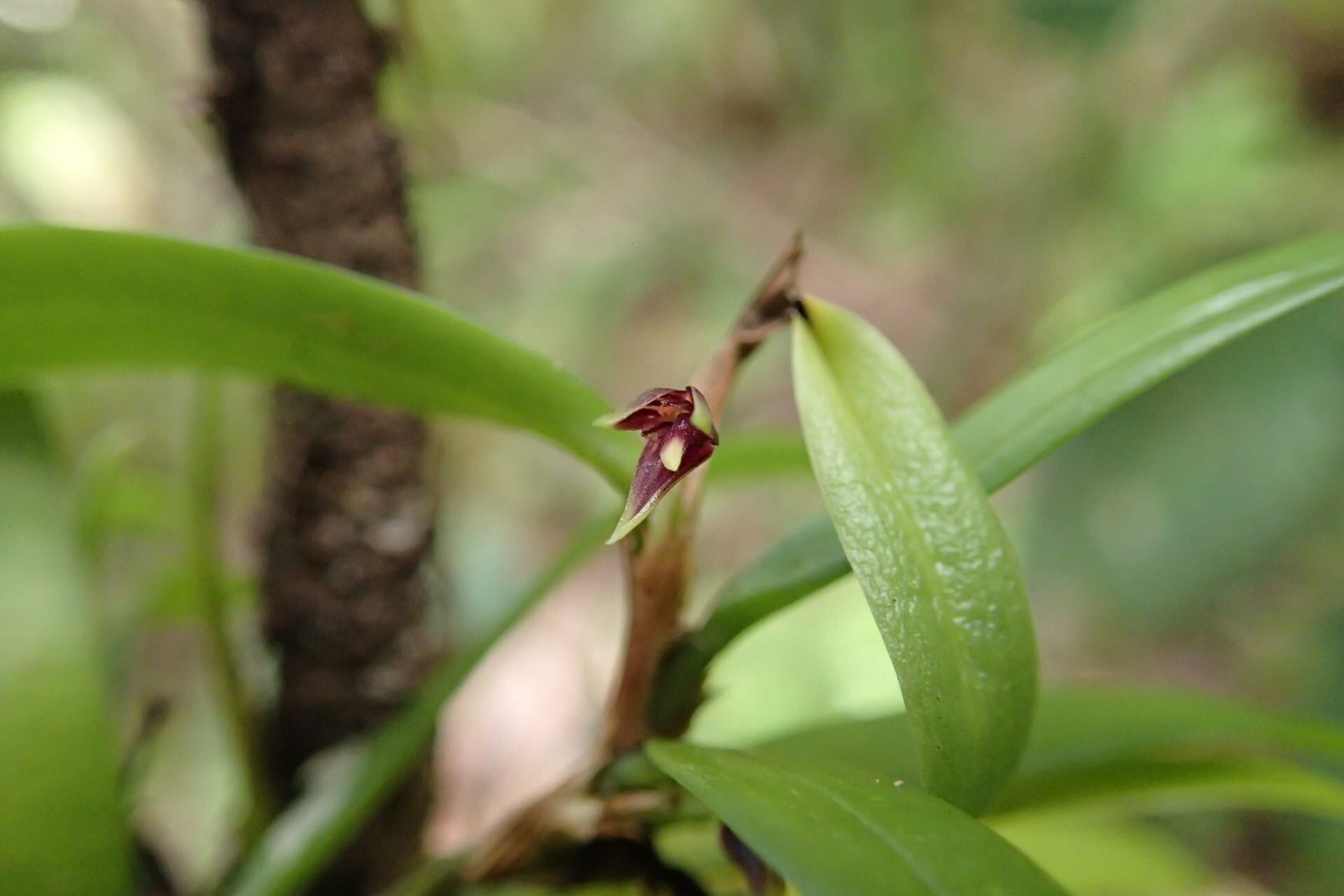 Bulbophyllum betchei