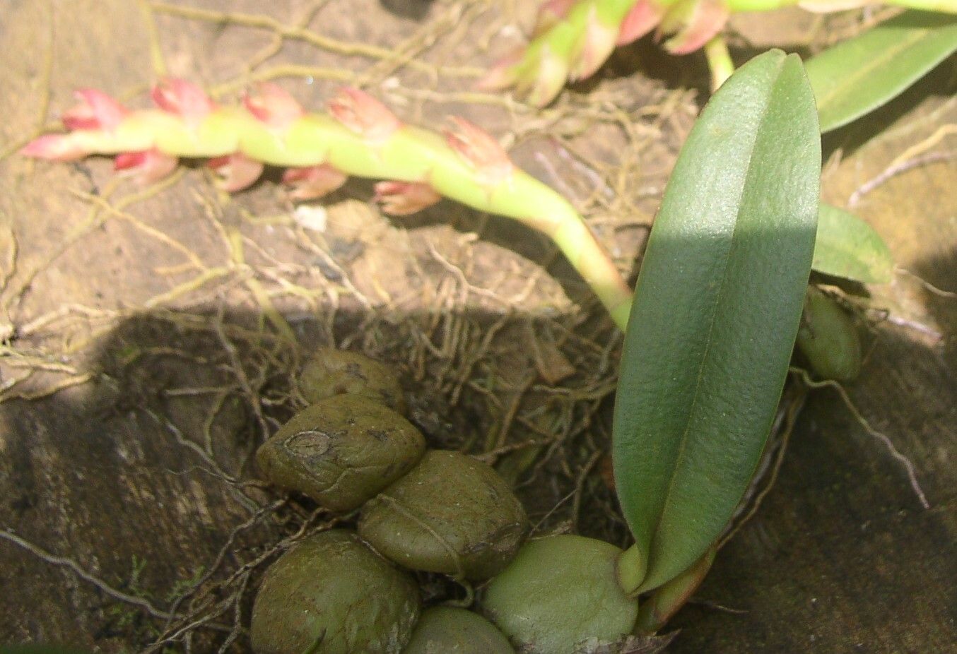 Bulbophyllum carnosisepalum