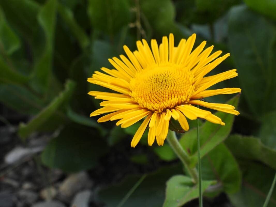 Buphthalmum speciosissimum