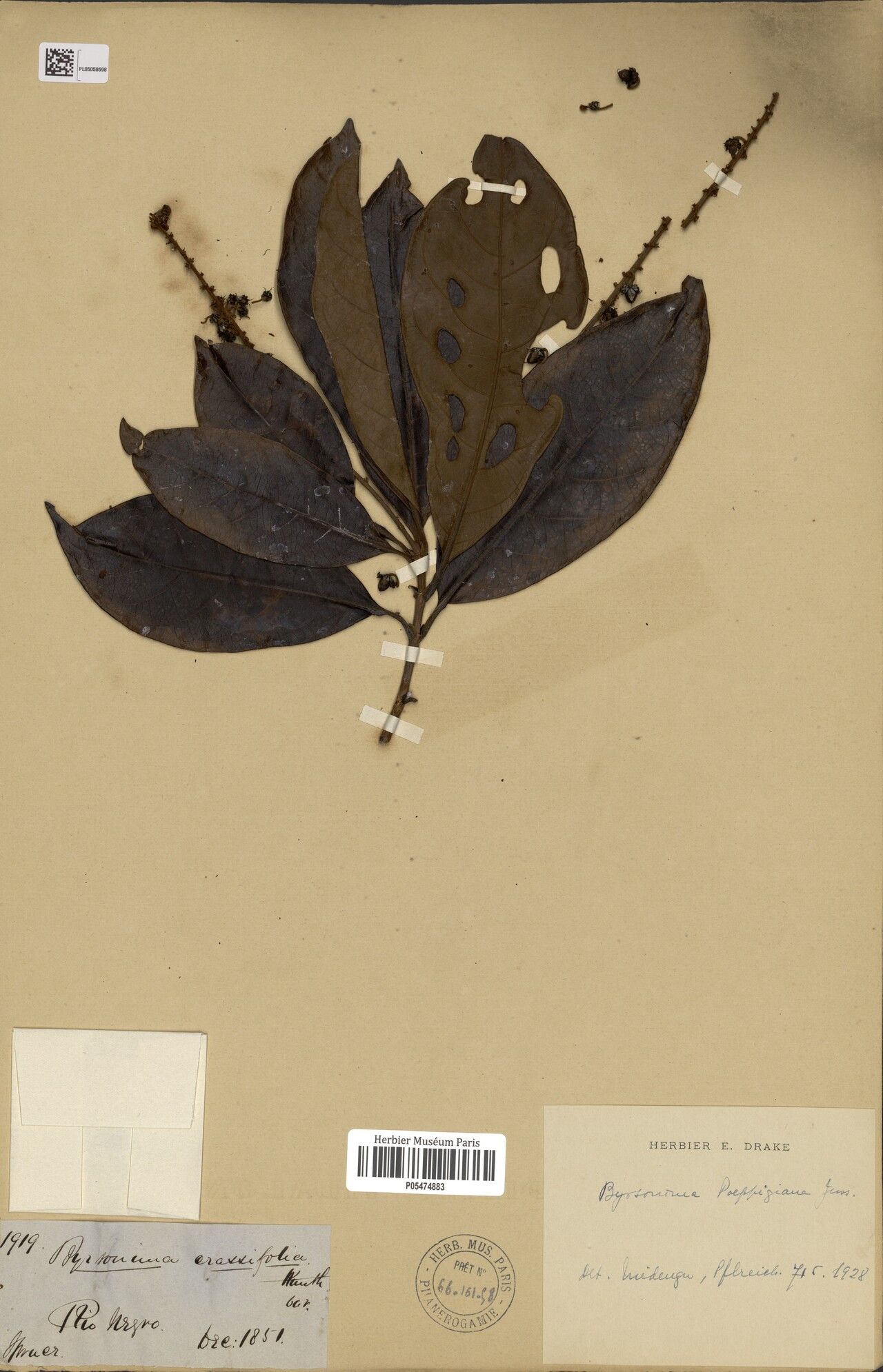 Byrsonima poeppigiana