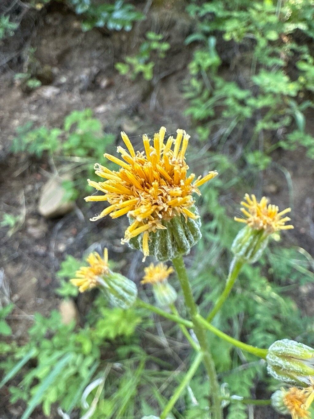 Cacaliopsis nardosmia