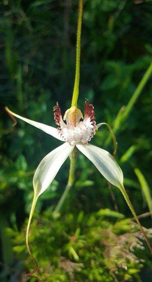 Caladenia longicauda