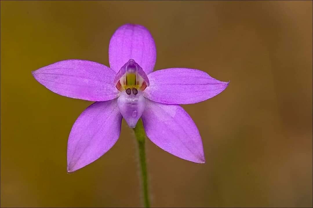 Caladenia minorata