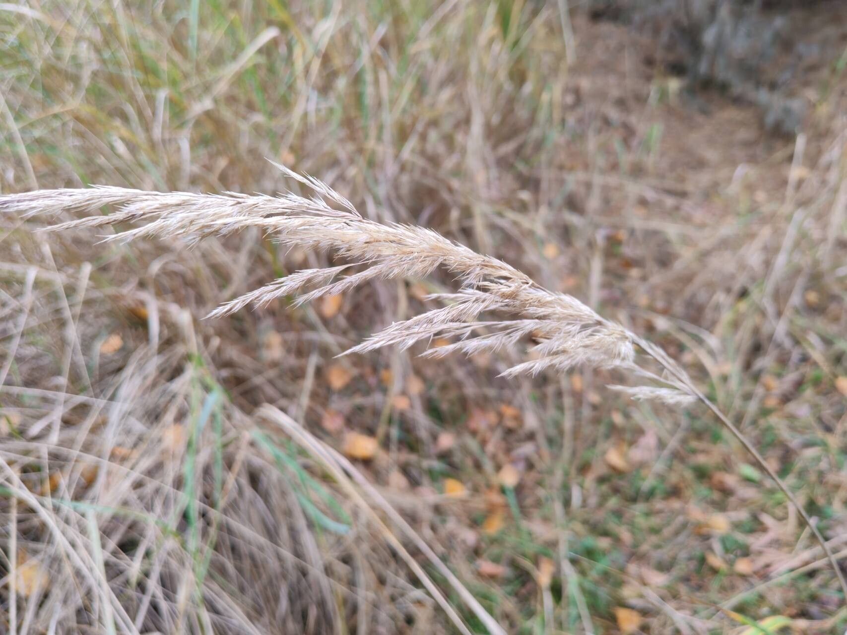 Calamagrostis epigejos