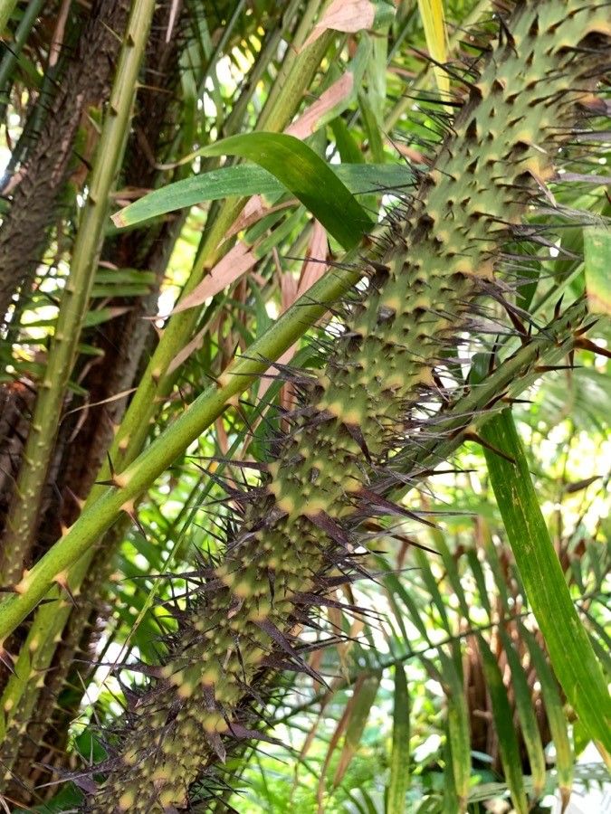 Calamus oblongus