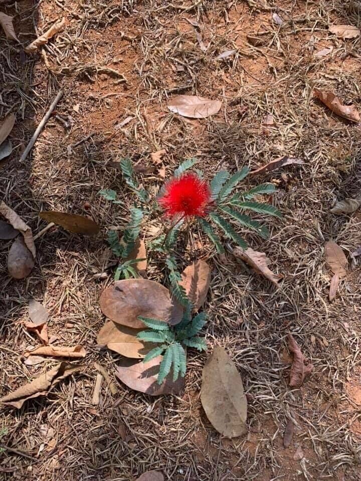 Calliandra dysantha