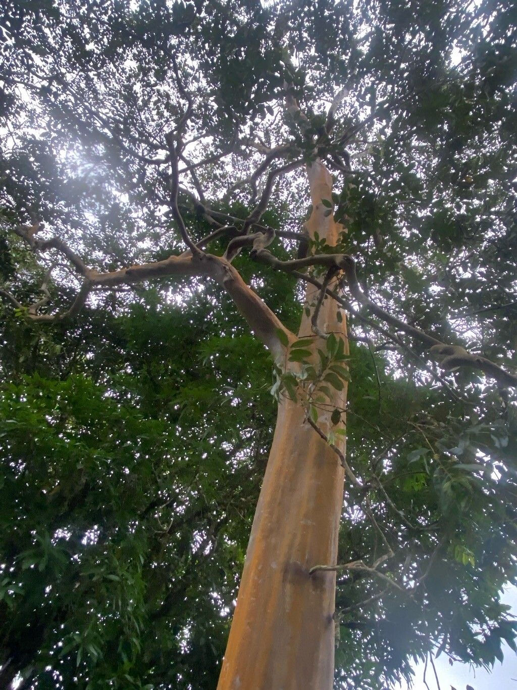 Calycolpus moritzianus