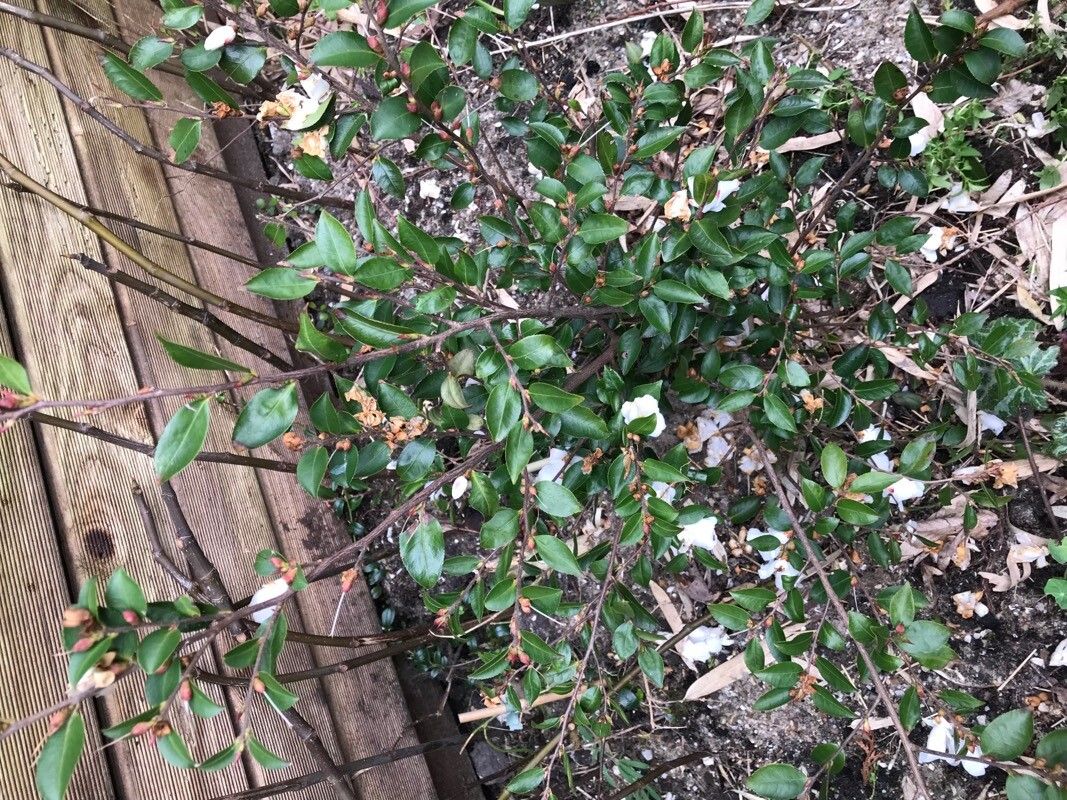 Camellia rosthorniana