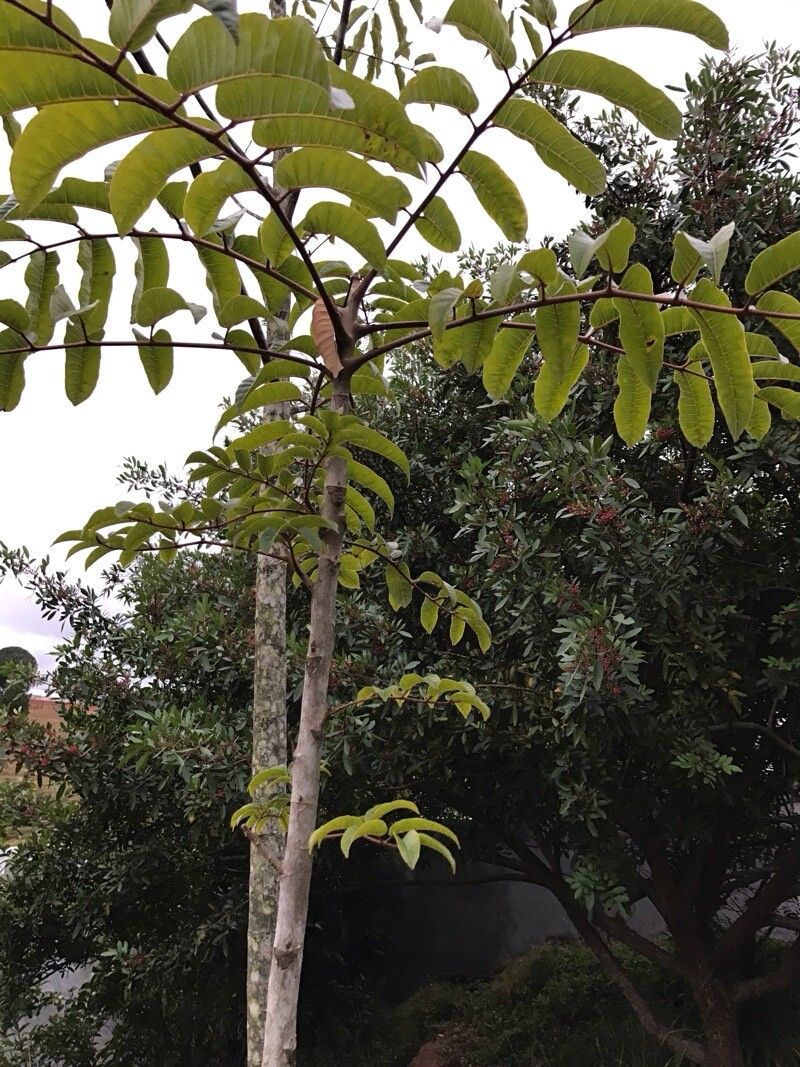 Canarium madagascariense