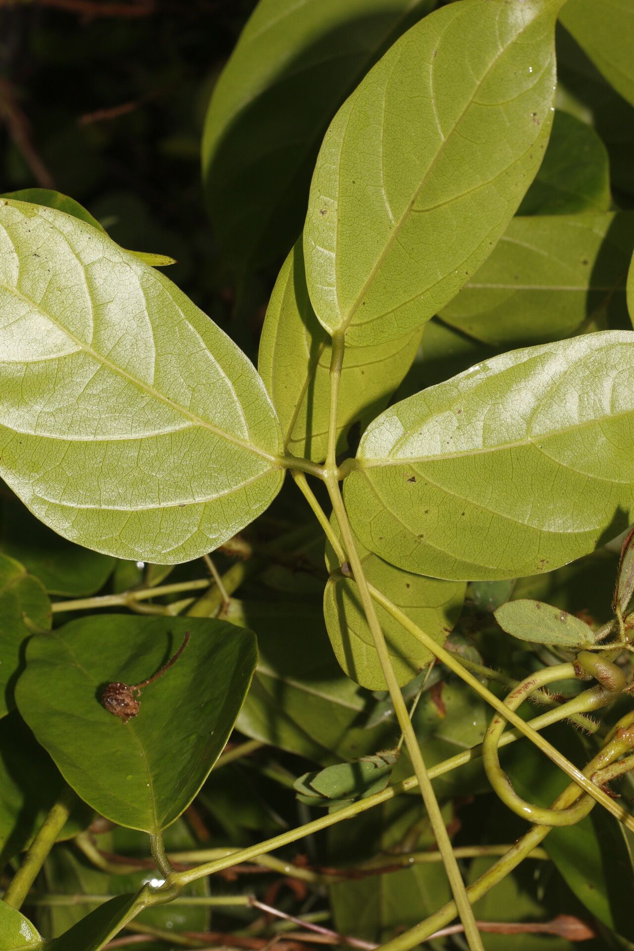 Canavalia oxyphylla