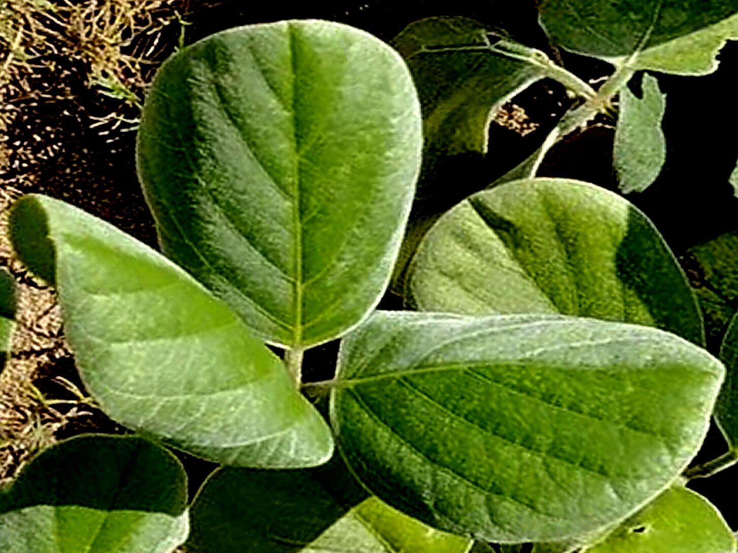Canavalia sericea