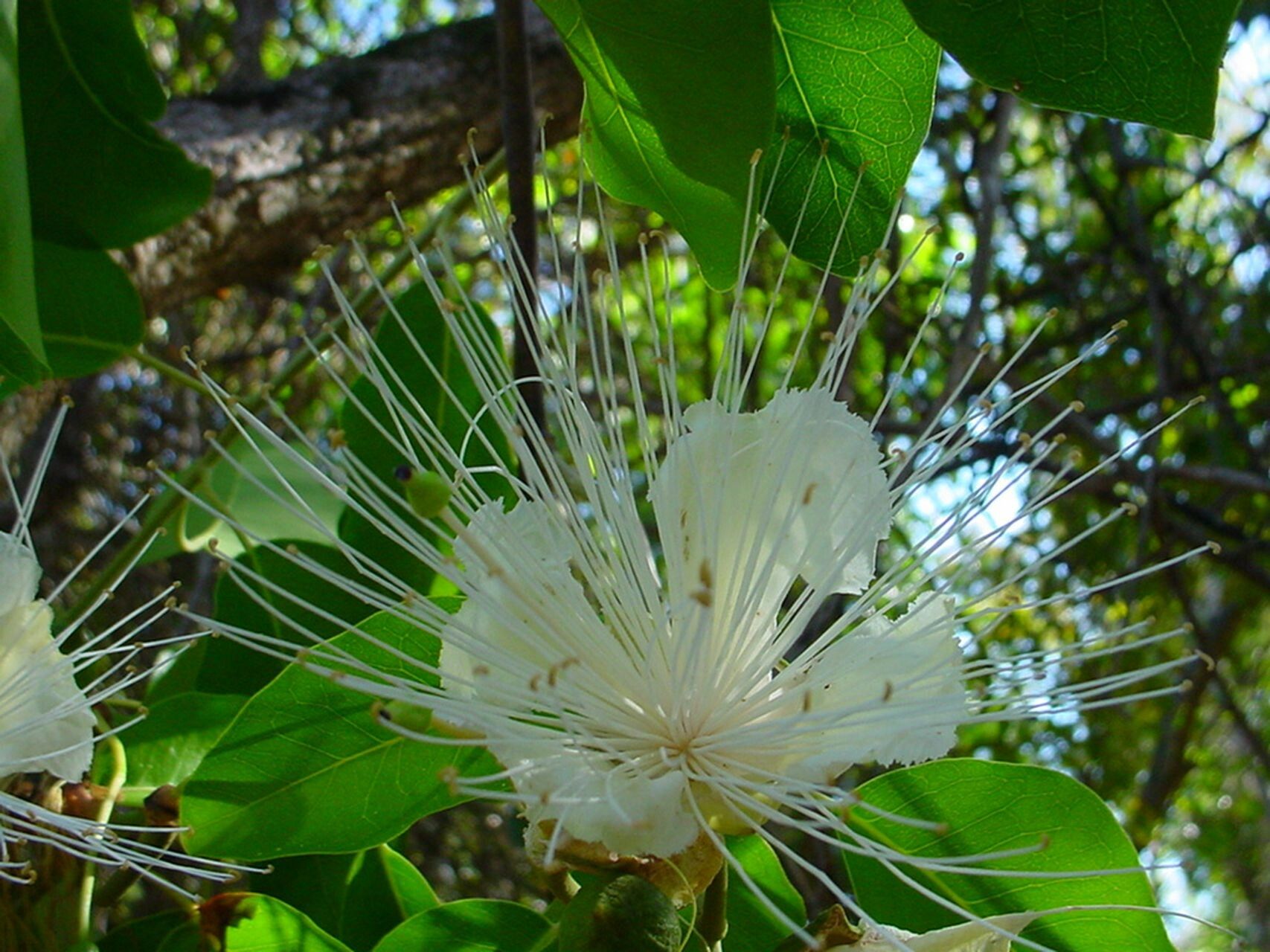Capparis artensis