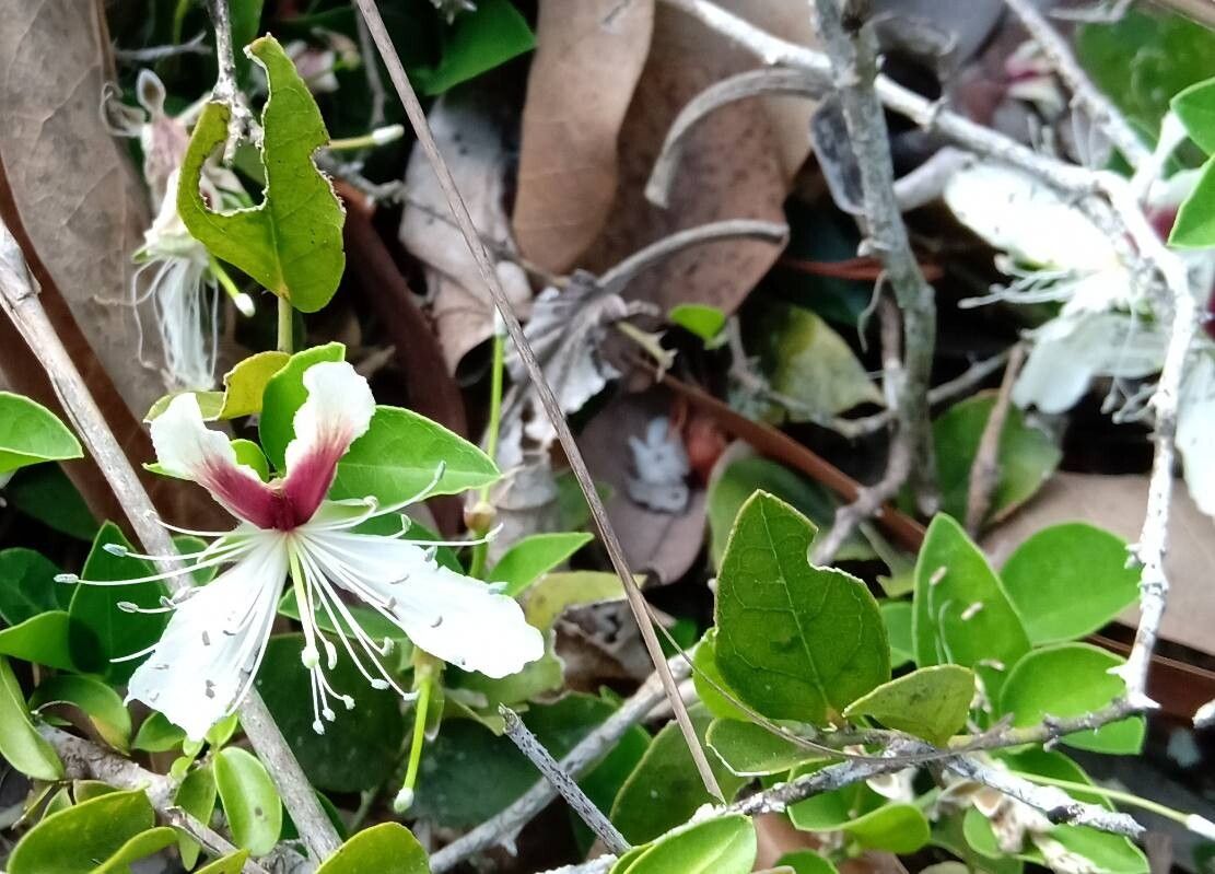 Capparis brevispina